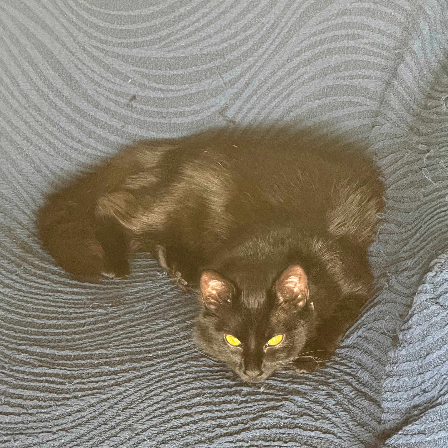 Milim is registered to the contest to win money with this photo: animal, black_cat, blanket, blue_blanket, cat, cozy, cute, domestic_cat, ears, feline, fur, indoor, mammal, pet, relaxing, resting, sleepy, texture, whiskers, yellow_eyes