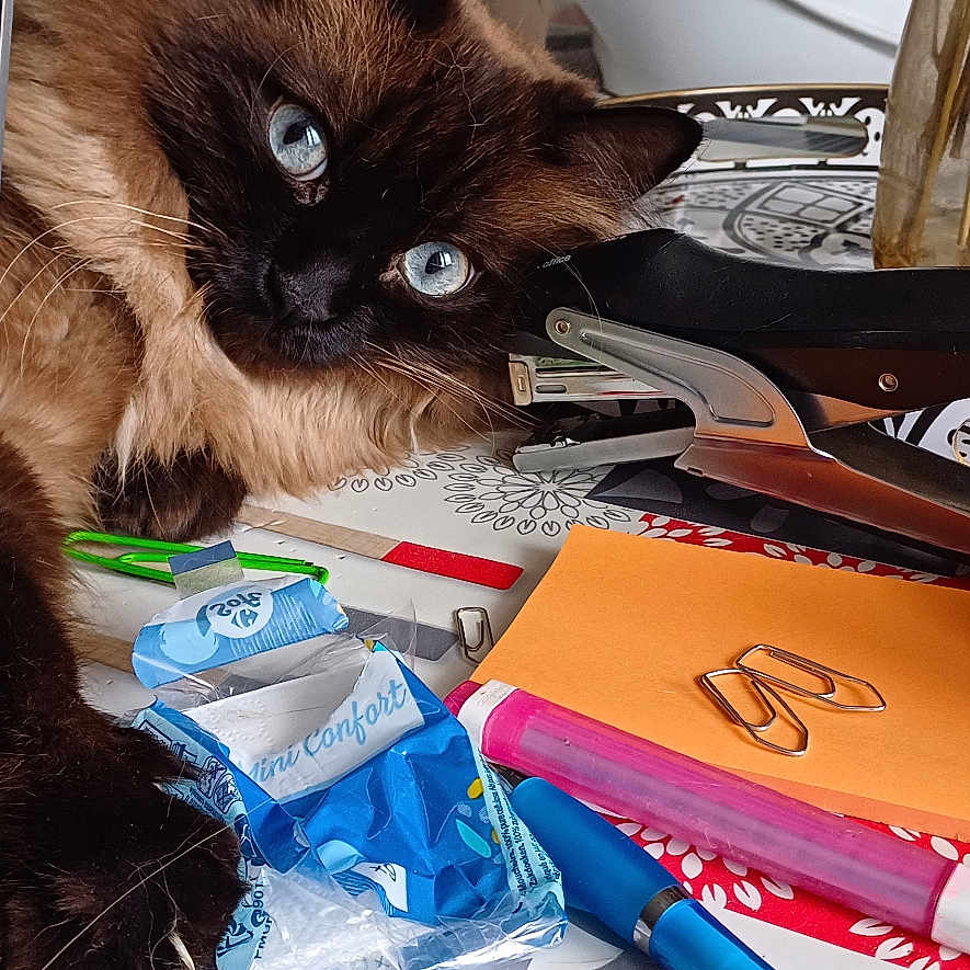 Plume a rejoint le concours — aidez-le/la à gagner de superbes lots ! animal, bag, box, cat, desk, flower, furniture, jar, kitten, leaf, pen, person, pet, plant, plate, pottedplant, pottery, siamese, table, text