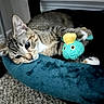 cat, tabby_cat, pet, animal, sleepy, relaxed, lying_down, blue_bed, plush_toy, toy, indoor, home, carpet, cozy, whiskers, green_eyes, striped_fur, paws, cuddling, portrait
