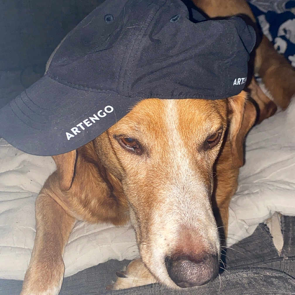Yacko participe au concours pour gagner de l'argent avec cette photo : adult, animal, baseballcap, beagle, canine, cap, clothing, couch, dog, face, female, furniture, hat, head, hound, person, pet, photography, puppy, woman