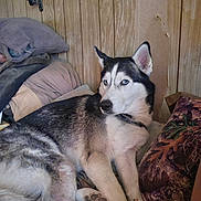 Gunner Ray Hall joined the competition — help win amazing prizes! husky, dog, siberian_husky, blue_eyes, pet, indoor, bed, pillow, blanket, wood_paneling, collar, paw, fur, resting, lying_down, camo_pillow, bedding, household, portrait, cluttered