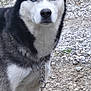 Gunner Ray Hall is registered to the contest to win money with this photo: dog, husky, canine, blue_eyes, fur, black_and_white, portrait, close_up, ears, nose, leash, chain, outdoor, gravel, pebbles, ground, pet, standing, collar, animal