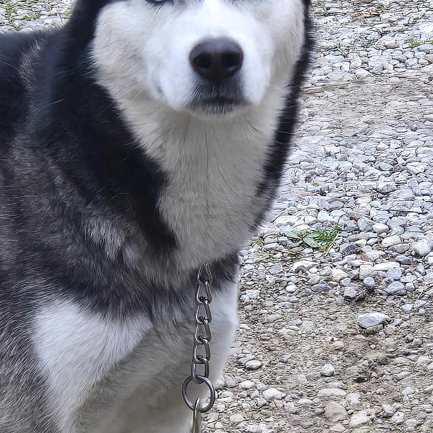 Gunner Ray Hall is registered to the contest to win money with this photo: animal, black_and_white, blue_eyes, canine, chain, close_up, collar, dog, ears, fur, gravel, ground, husky, leash, nose, outdoor, pebbles, pet, portrait, standing
