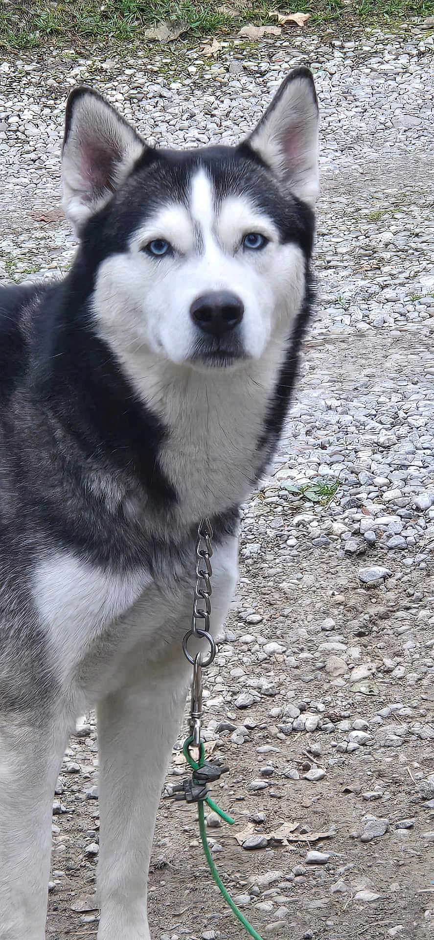 Gunner Ray Hall is registered to the contest to win money with this photo: dog, husky, canine, blue_eyes, fur, black_and_white, portrait, close_up, ears, nose, leash, chain, outdoor, gravel, pebbles, ground, pet, standing, collar, animal