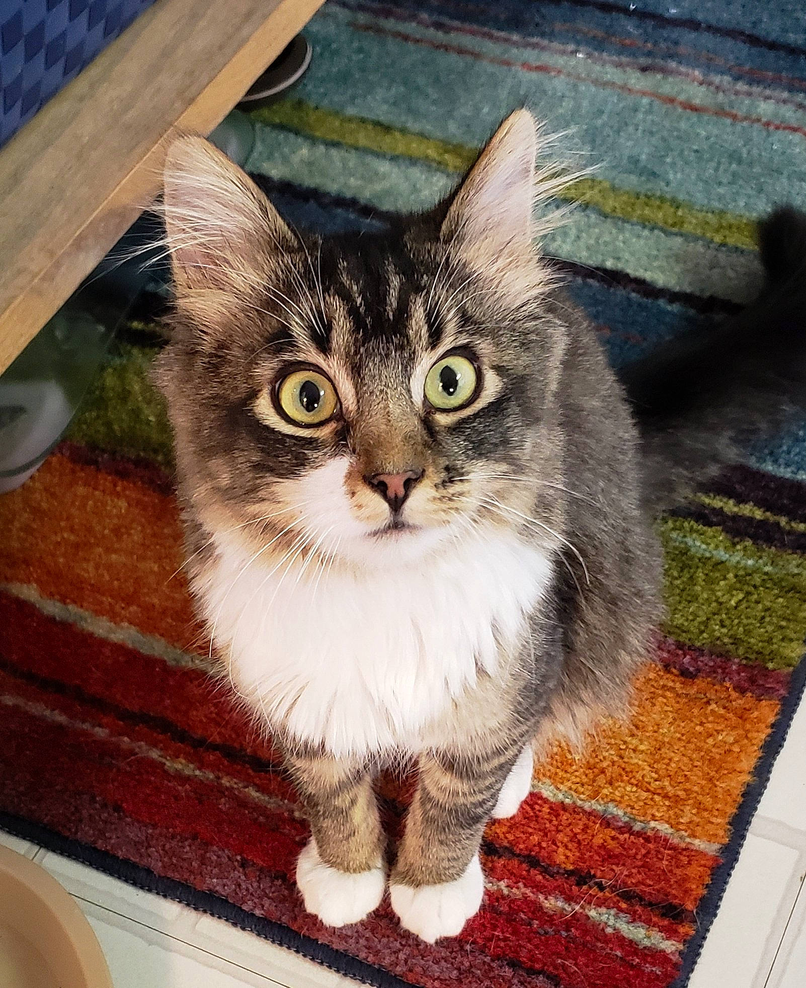 Eli joined the competition — help win amazing prizes! carnivore, carpet, cat, felidae, flooring, fur, home_accessories, mat, small_to_medium_sized_cats, snout, vertebrate, whiskers, wood_stain