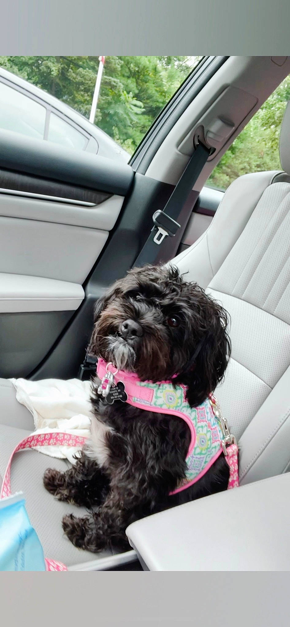 Dolly is registered to the contest to win money with this photo: auto_part, automotive_design, automotive_tire, car, car_seat, car_seat_cover, carnivore, collar, comfort, companion_dog, dog, dog_breed, dog_collar, liver, motor_vehicle, snout, toy_dog, vehicle, vehicle_door, water_dog
