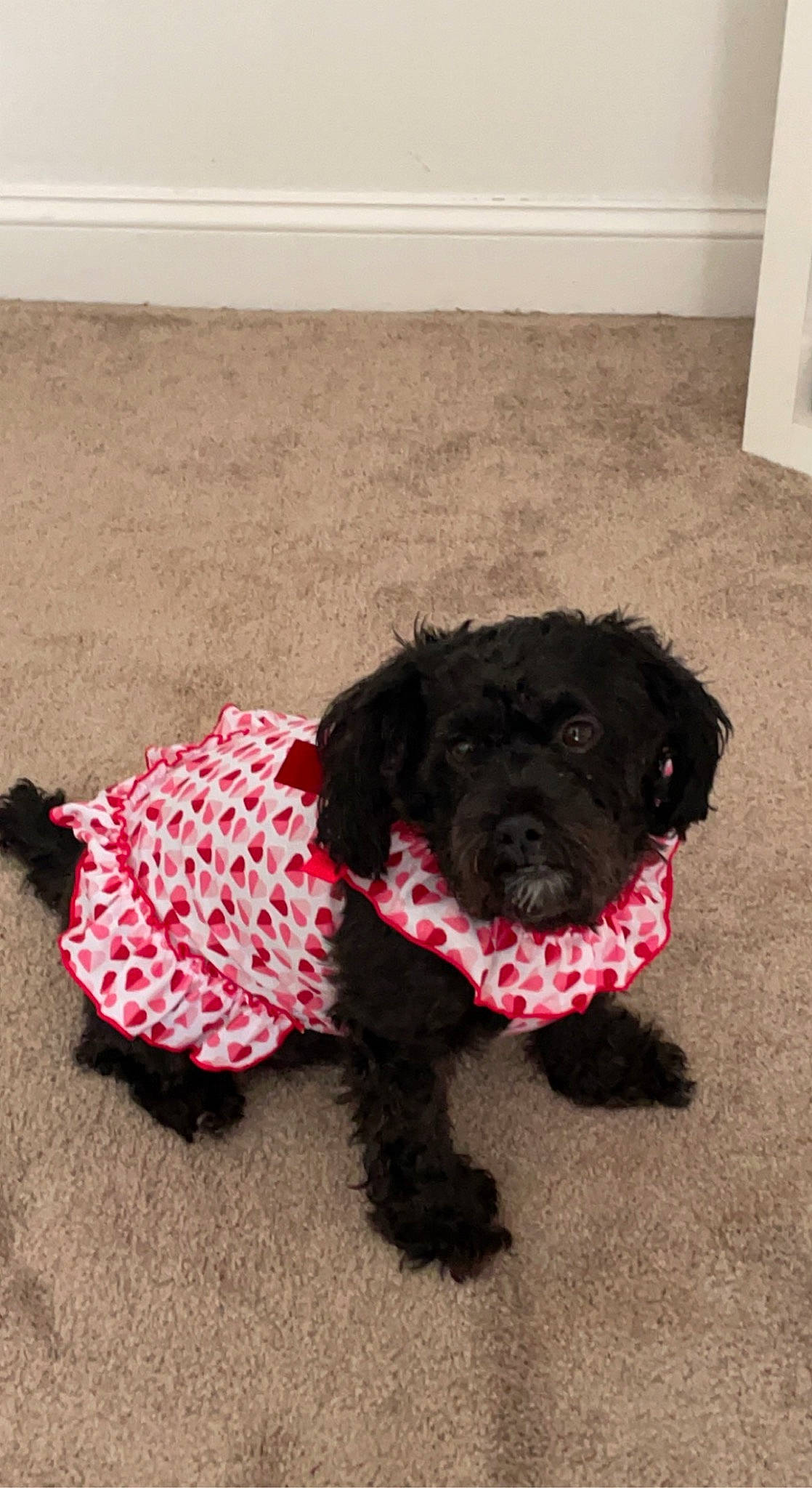 Dolly is registered to the contest to win money with this photo: canidae, carnivore, collar, companion_dog, dog, dog_breed, dog_collar, dog_supply, flooring, fur, leash, liver, pattern, snout, sporting_group, tail, terrier, toy_dog, water_dog, working_animal