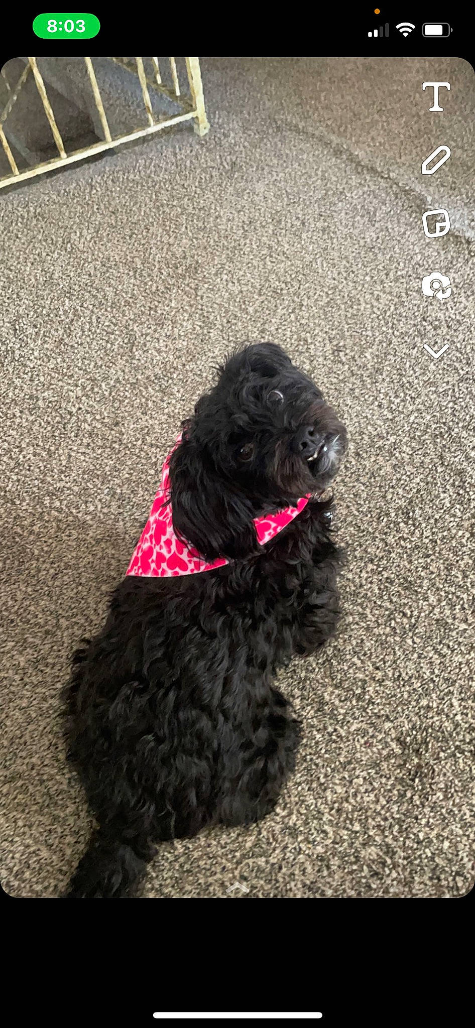 Dolly is registered to the contest to win money with this photo: asphalt, canidae, carnivore, collar, companion_dog, dog, dog_breed, dog_collar, dog_supply, flooring, fur, pet_supply, poodle, road_surface, snout, tail, terrier, toy_dog, water_dog, working_animal