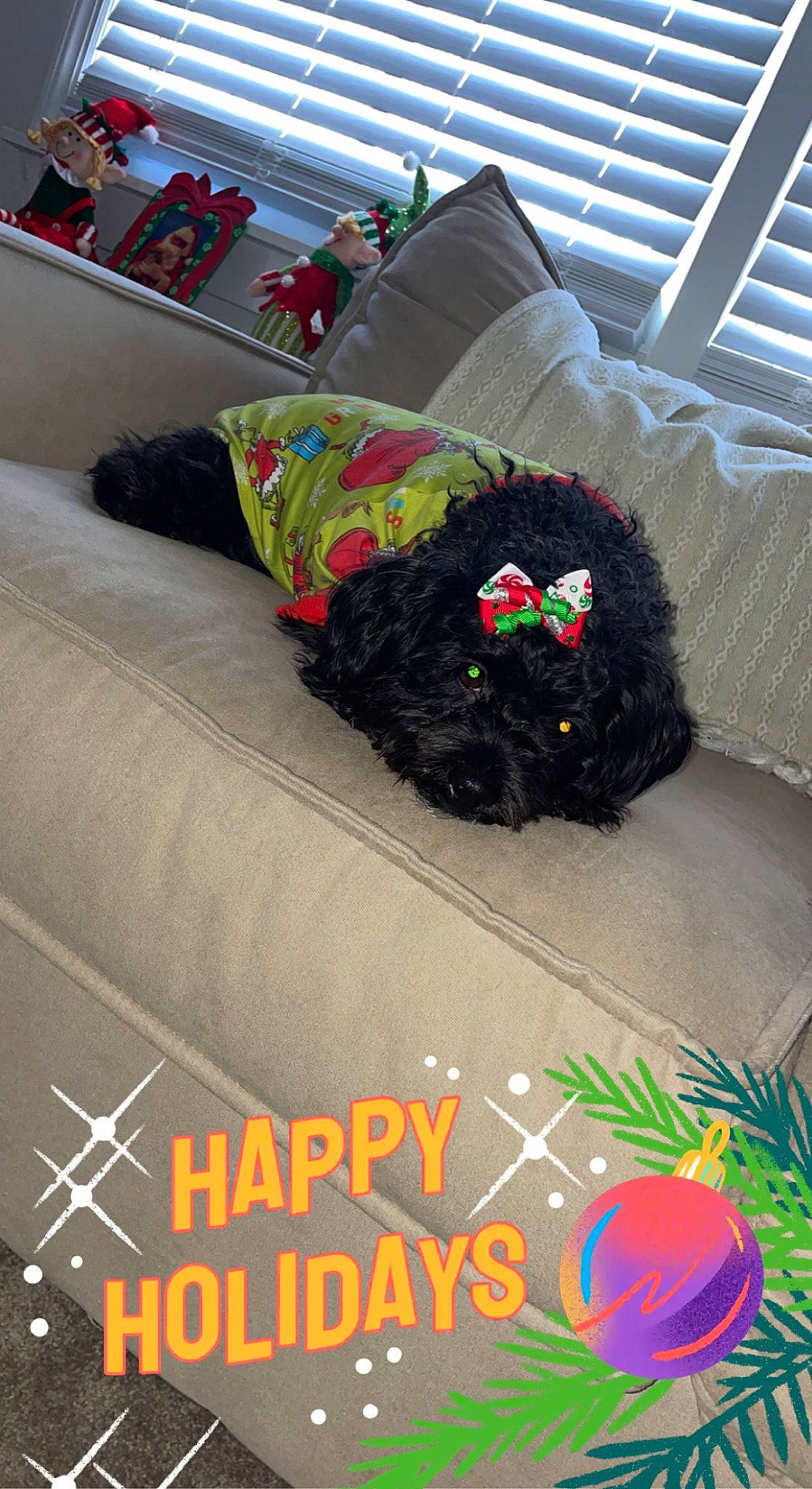 Dolly is registered to the contest to win money with this photo: bedding, bedroom, carnivore, comfort, companion_dog, couch, dog, dog_breed, dog_supply, flooring, font, linens, living_room, pattern, pillow, room, sporting_group, studio_couch, textile, throw_pillow