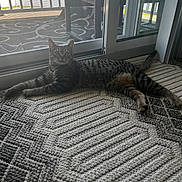 June joined the competition — help win amazing prizes! animal, carpet, cat, domestic_cat, floor, furniture, glass, home, indoor, lounging, natural_light, patio, pet, relaxed, rug, screen_door, sliding_door, striped_fur, tabby, window