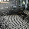 animal, carpet, cat, domestic_cat, floor, furniture, glass, home, indoor, lounging, natural_light, patio, pet, relaxed, rug, screen_door, sliding_door, striped_fur, tabby, window