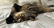 June joined the competition — help win amazing prizes! animal, bed, cat, cozy, cute, domestic_cat, feline, fur, home, indoor, pet, pillow, playful, relaxed, sleepy, soft_light, stretching, tabby, whiskers, white_bedspread