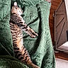 June is registered to the contest to win money with this photo: animal, blanket, cat, comfort, cozy, cute, fur, furniture, green, home, indoor, mammal, nap, pet, relaxing, resting, sleeping, striped, tabby, wooden_floor