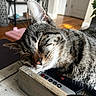 June is registered to the contest to win money with this photo: animal, cat, closeup, comfort, cozy, domestic, face, fur, home, indoor, nap, peaceful, pet, relaxation, resting, sleeping, tabby, table, whiskers, wooden_box