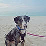 Kanati is registered to the contest to win money with this photo: animal, beach, calm, canine, cloudy, collar, daytime, dog, harness, leash, nature, ocean, outdoor, pet, sand, sandy_nose, seashore, sitting, sky, water