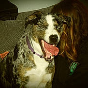 Kanati is registered to the contest to win money with this photo: animal, black_clothing, brown_hair, canine, close_up, collar, companion, couch, dog, fabric, friendship, hair, happy, indoor, mouth_open, person, pet, seated, texture, tongue