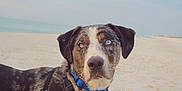 Kanati is registered to the contest to win money with this photo: animal, beach, blue_eyes, brown_eyes, canine, closeup, collar, curious, dog, harness, heterochromia, leash, nature, outdoor, pet, portrait, sand, sea, sky, water