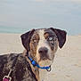 Kanati is registered to the contest to win money with this photo: dog, beach, sand, sea, collar, harness, heterochromia, blue_eyes, brown_eyes, outdoor, pet, animal, canine, portrait, nature, sky, water, leash, closeup, curious
