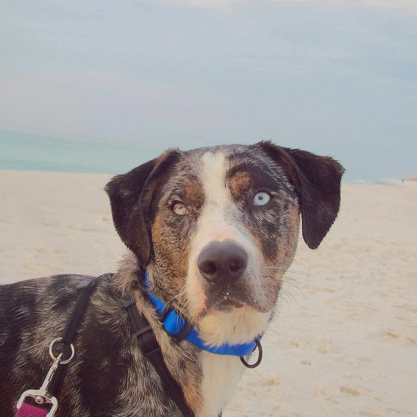 Kanati is registered to the contest to win money with this photo: animal, beach, blue_eyes, brown_eyes, canine, closeup, collar, curious, dog, harness, heterochromia, leash, nature, outdoor, pet, portrait, sand, sea, sky, water