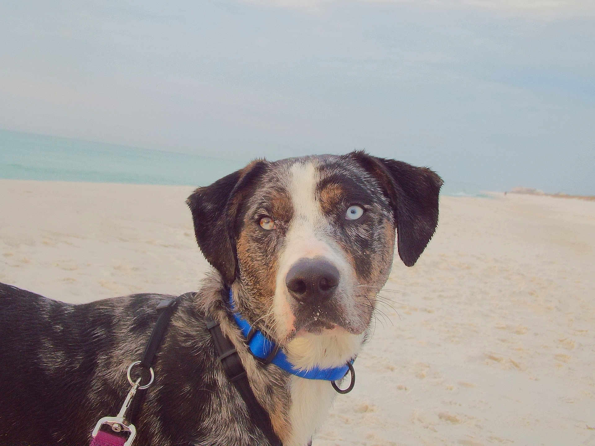 Kanati is registered to the contest to win money with this photo: dog, beach, sand, sea, collar, harness, heterochromia, blue_eyes, brown_eyes, outdoor, pet, animal, canine, portrait, nature, sky, water, leash, closeup, curious
