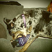 Kanati is registered to the contest to win money with this photo: dog, toy, couch, person, indoor, pet, playful, furniture, striped, purple, brown, black, white, collar, chewing, relaxed, seated, fabric, home, companion
