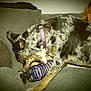 dog, toy, couch, person, indoor, pet, playful, furniture, striped, purple, brown, black, white, collar, chewing, relaxed, seated, fabric, home, companion