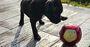 Venom participe au concours pour gagner de l'argent avec cette photo : animal, ball, bulldog, canine, dog, football, grass, hardwood, hound, outdoors, pet, plant, puppy, soccer, soccerball, sphere, sport, tennis, tennisball, wood