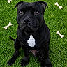 Venom a rejoint le concours — aidez-le/la à gagner de superbes lots ! animal, black_dog, bone, canine, companion, cute, dog, friendly, fur, grass, mammal, nature, obedient, outdoor, pet, playful, portrait, sitting, treats, white_patch