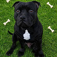 Venom a rejoint le concours — aidez-le/la à gagner de superbes lots ! animal, attention, black_dog, bone, canine, companion, cute, dog, friendly, fur, grass, healthy, nature, outdoor, pet, playful, portrait, sitting, toy, white_patch