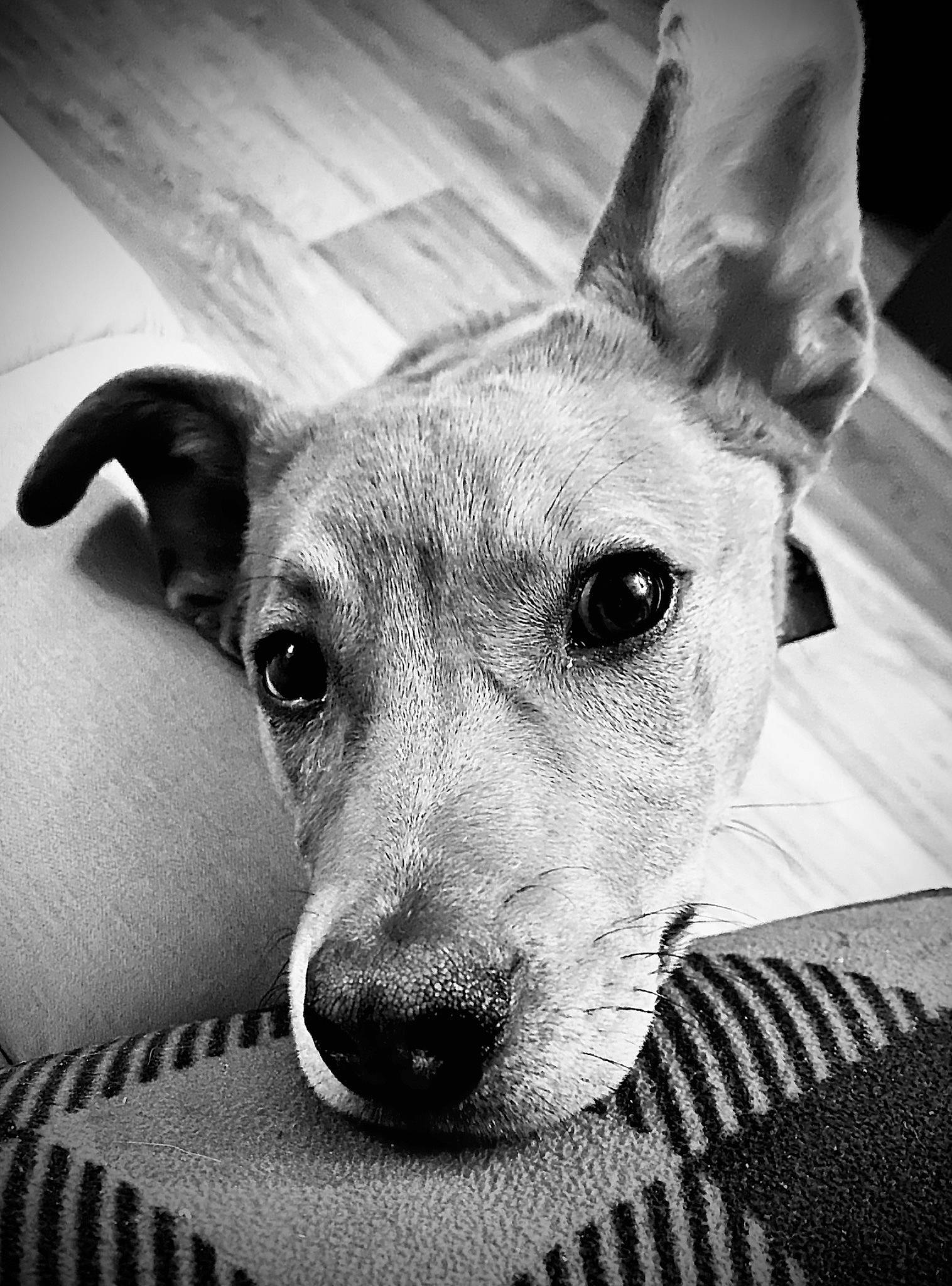Milo joined the competition — help win amazing prizes! black_and_white, canidae, carnivore, collar, companion_dog, dog, dog_breed, ear, fawn, fur, grey, magyar_agar, monochrome, monochrome_photography, snout, sporting_group, street_dog, style, whiskers, working_animal