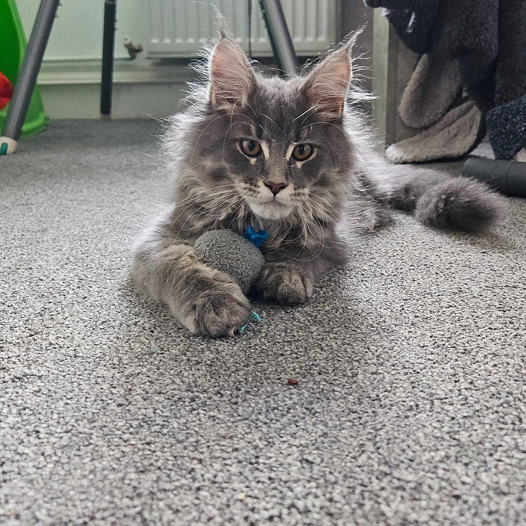 Freya is registered to the contest to win money with this photo: animal, barstool, cat, chair, clothing, desk, face, furniture, head, indoors, interiordesign, kitten, manx, pants, person, pet, photography, portrait, table, wood