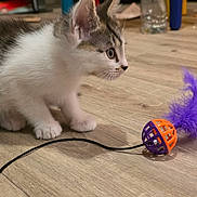 Snickers is registered to the contest to win money with this photo: kitten, cat, toy, ball, feather, wooden_floor, pet, indoor, curious, small, white_fur, gray_fur, playful, animal, young, whiskers, ears, paws, focus, domestic