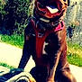 Youmi participe au concours pour gagner de l'argent avec cette photo : dog, brown_dog, happy, tongue_out, red_harness, rope, outdoor, sunny, grass, building, stone_wall, pet, canine, collar, daytime, smiling, nature, playful, animal, leash