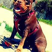 Youmi participe au concours pour gagner de l'argent avec cette photo : dog, canine, pet, outdoor, sunny, daylight, pavement, harness, brown_dog, tongue_out, happy, sitting, stone_wall, greenery, sky, building, leash, collar, shadow, playful