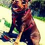 dog, canine, pet, outdoor, sunny, daylight, pavement, harness, brown_dog, tongue_out, happy, sitting, stone_wall, greenery, sky, building, leash, collar, shadow, playful