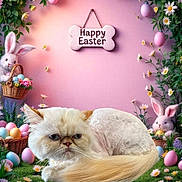 Sophies joined the competition — help win amazing prizes! cat, easter, holiday, pink_background, grass, flowers, easter_eggs, plush_bunny, basket, sign, decorations, spring, festive, cute, animal, fur, shaved_cat, pastel_colors, greenery, indoor