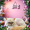 cat, easter, holiday, pink_background, grass, flowers, easter_eggs, plush_bunny, basket, sign, decorations, spring, festive, cute, animal, fur, shaved_cat, pastel_colors, greenery, indoor