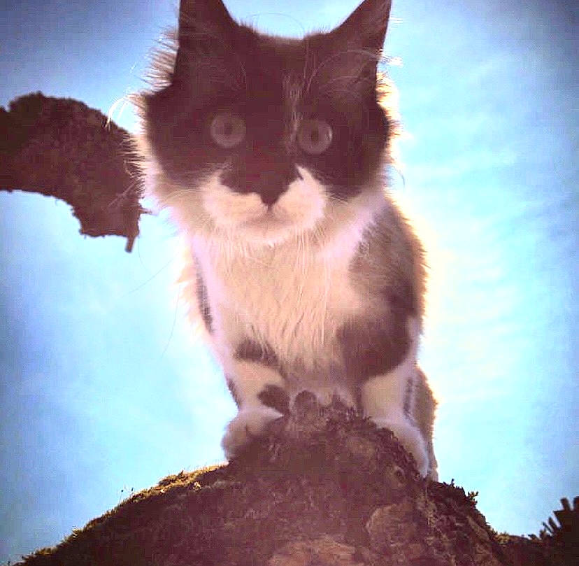 Gus participe au concours pour gagner de l'argent avec cette photo : art, carnivore, cat, cumulus, domestic_short_haired_cat, felidae, fur, meteorological_phenomenon, organism, paw, photo_caption, plant, sky, small_to_medium_sized_cats, snout, tail, tints_and_shades, tree, whiskers, wildlife