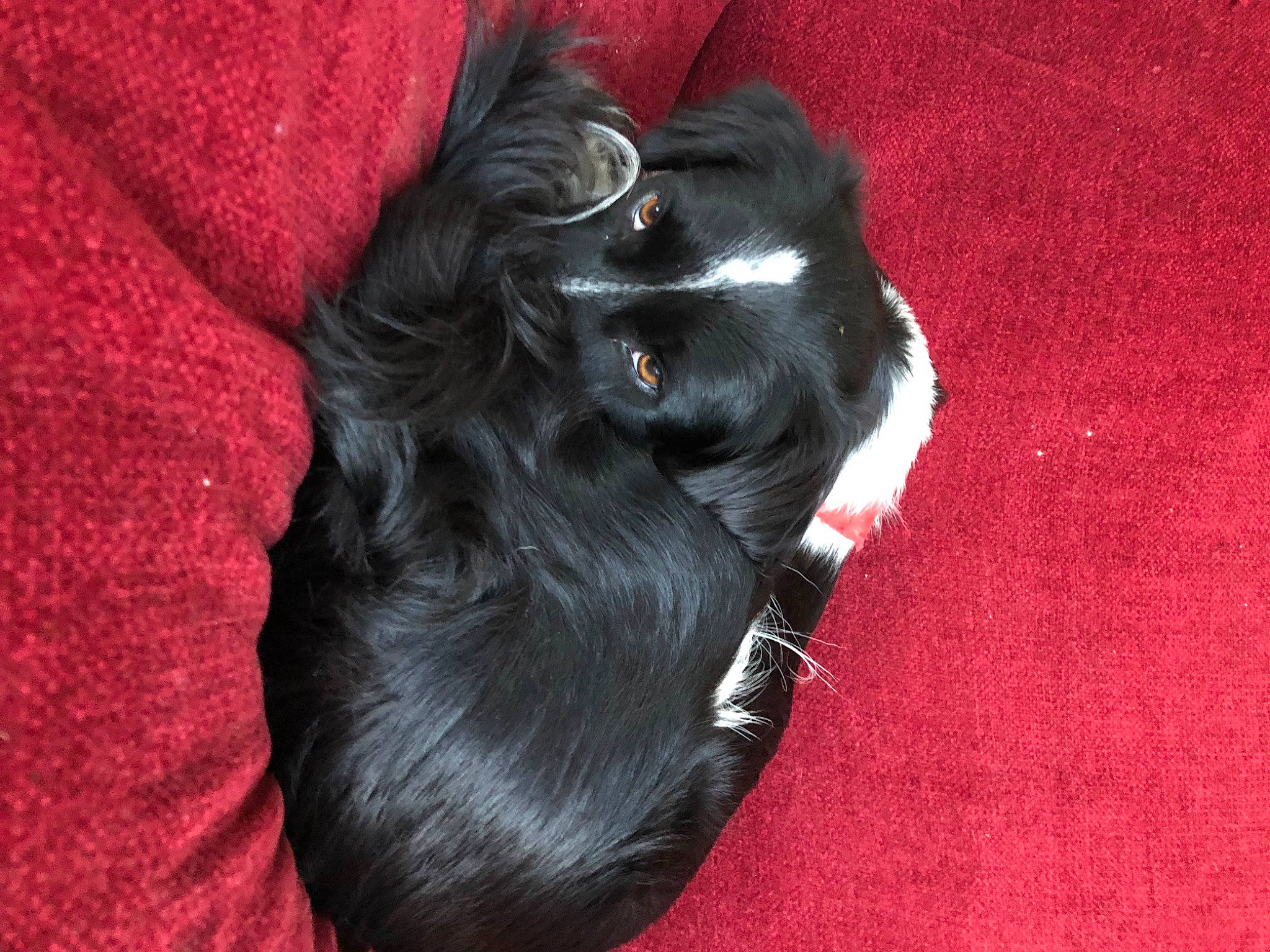 Saïko a rejoint le concours — aidez-le/la à gagner de superbes lots ! bun, canidae, carmine, carnivore, collar, comfort, companion_dog, dog, dog_breed, dog_collar, dog_supply, ear, fashion_accessory, fur, liver, petal, sporting_group, tail, toy_dog, working_animal