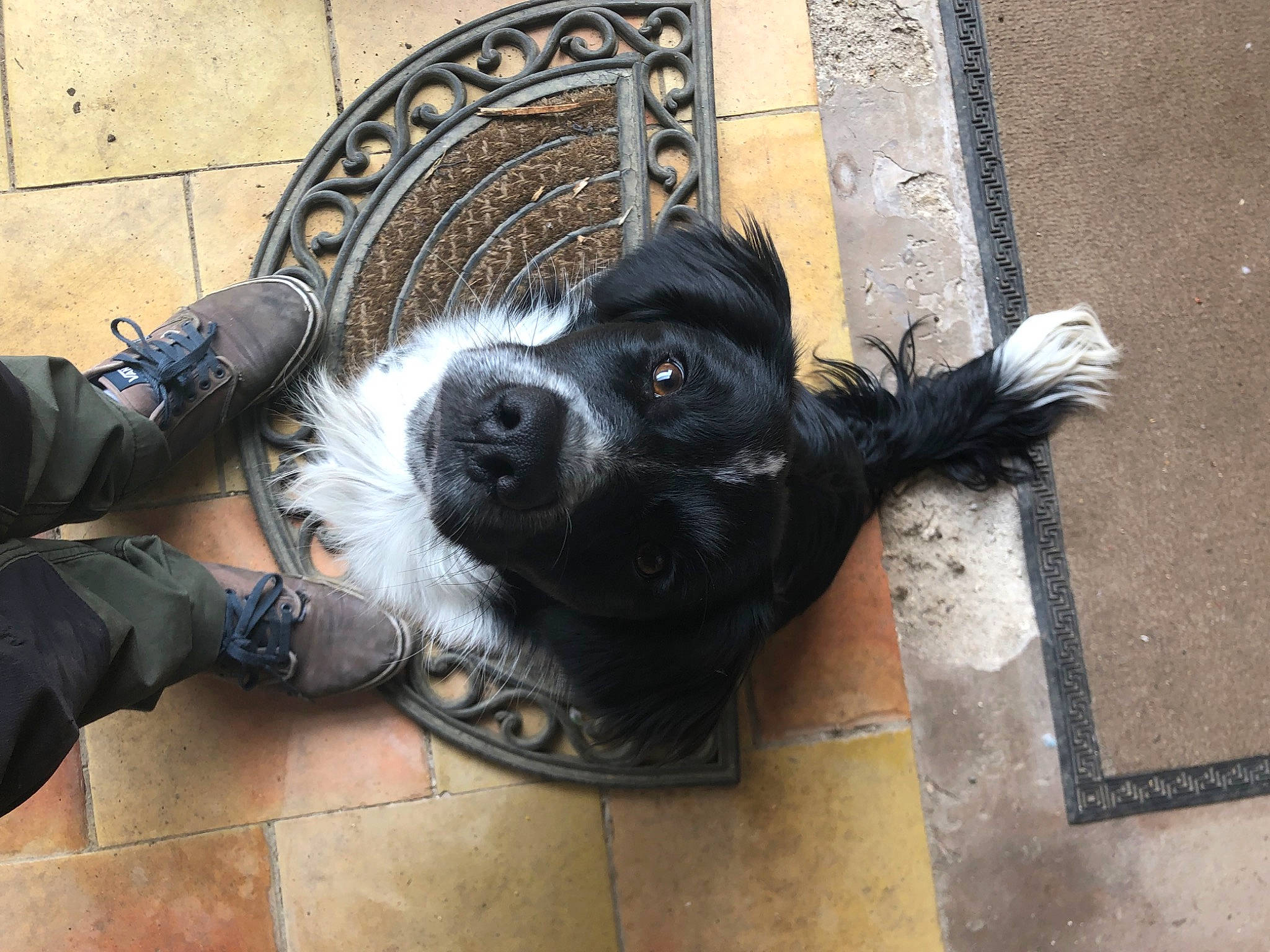 Saïko participe au concours pour gagner de l'argent avec cette photo : canidae, carnivore, companion_dog, dog, dog_breed, felidae, foot, fur, human_leg, metal, personal_protective_equipment, road_surface, sidewalk, sitting, snout, sporting_group, street, tail, whiskers, working_animal