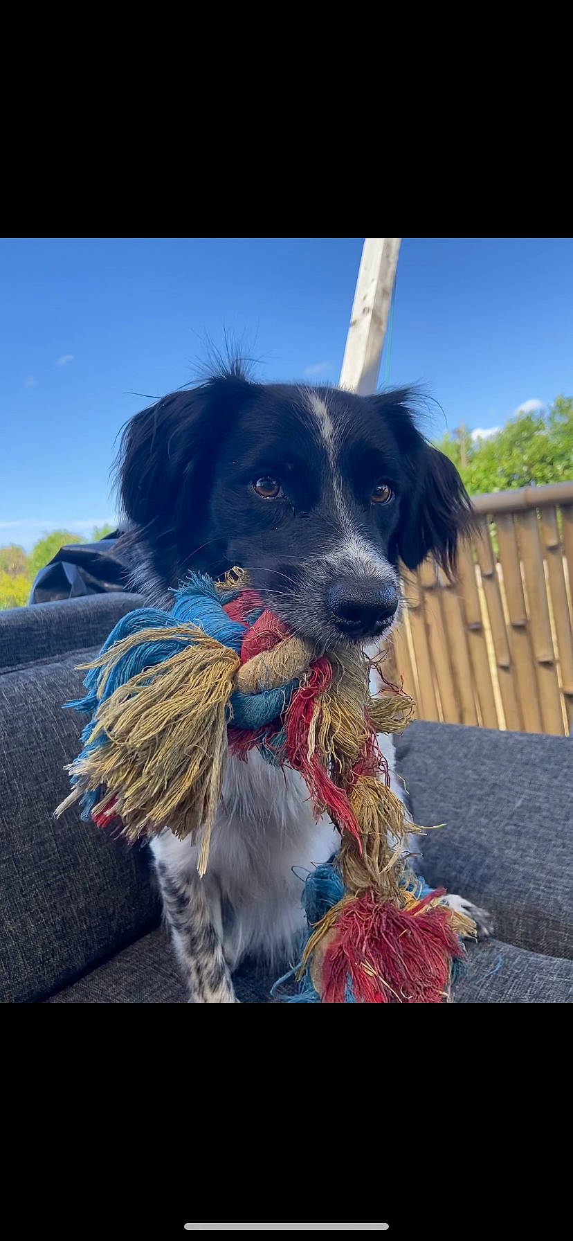 Saïko a rejoint le concours — aidez-le/la à gagner de superbes lots ! canidae, carnivore, cloud, collar, companion_dog, dog, dog_breed, dog_collar, dog_supply, electric_blue, fence, fur, hat, plant, sky, snout, sporting_group, tree, working_animal, working_dog