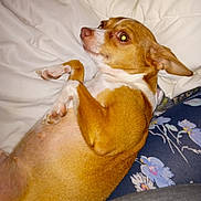 Tinkerbell joined the competition — help win amazing prizes! dog, pet, lying_down, bed, white_bedding, brown_fur, white_fur, small_dog, canine, indoor, animal, resting, cute, ears, paw, fur, looking_sideways, flash, close_up, domestic_animal