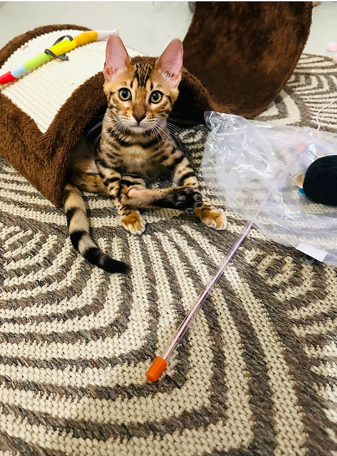 Thalïa a rejoint le concours — aidez-le/la à gagner de superbes lots ! carnivore, cat, claw, comfort, domestic_short_haired_cat, felidae, flooring, foot, fur, linens, pattern, paw, sitting, small_to_medium_sized_cats, tail, terrestrial_animal, whiskers, woven_fabric