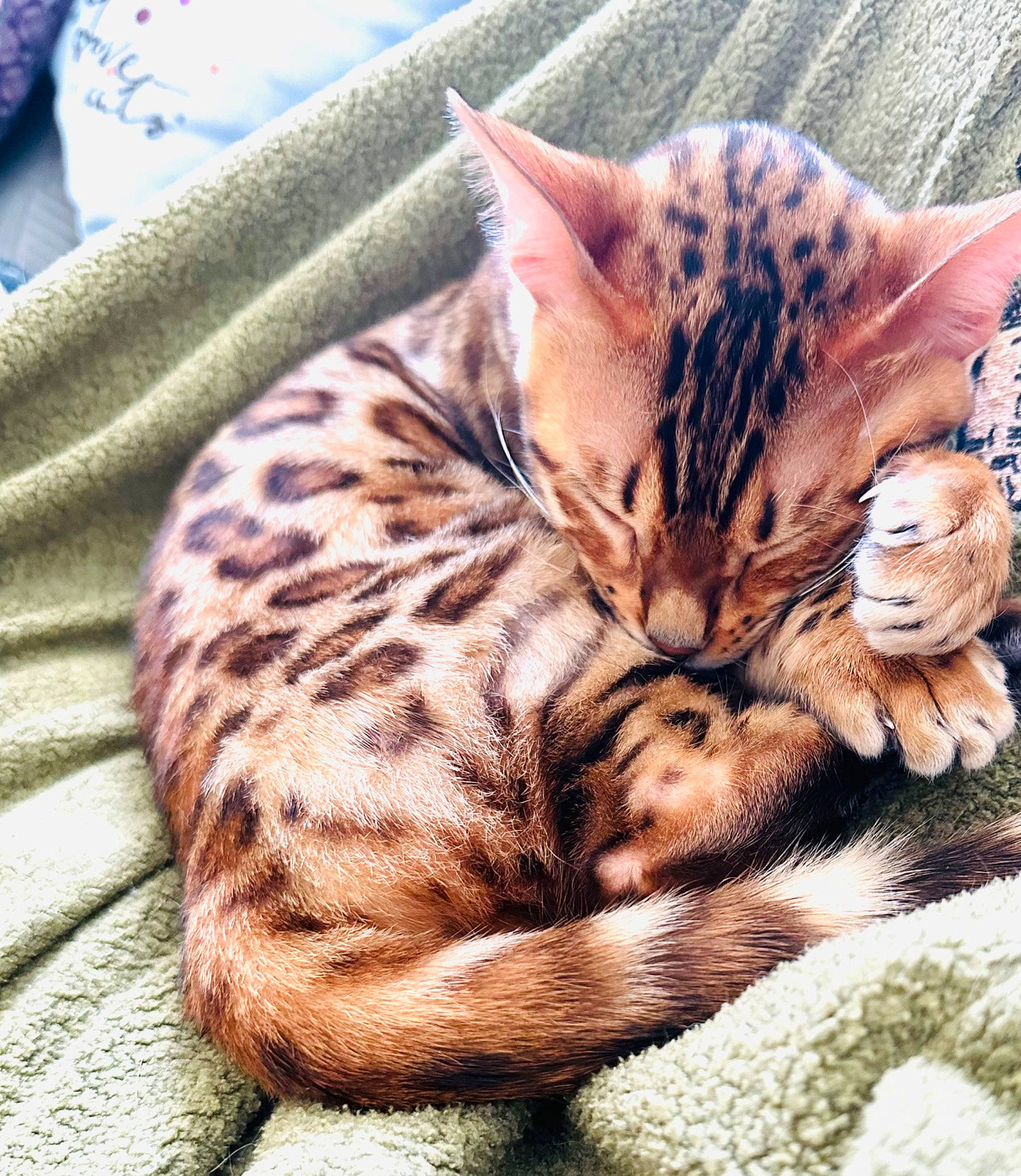 Thalïa a rejoint le concours — aidez-le/la à gagner de superbes lots ! carnivore, cat, cat_bed, claw, comfort, domestic_short_haired_cat, fawn, felidae, fur, linens, nap, pattern, paw, sleep, small_to_medium_sized_cats, snout, tail, terrestrial_animal, whiskers, wildlife