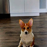 Ralphie joined the competition — help win amazing prizes! animal, brown_and_white, cabinet, canine, corgi, cute, dog, domestic_animal, ears, floor, home, house, indoor, kitchen, looking_at_camera, pet, puppy, sitting, small_dog, wooden_floor