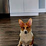 animal, brown_and_white, cabinet, canine, corgi, cute, dog, domestic_animal, ears, floor, home, house, indoor, kitchen, looking_at_camera, pet, puppy, sitting, small_dog, wooden_floor