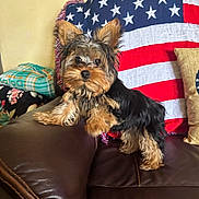 Bambam joined the competition — help win amazing prizes! dog, yorkshire_terrier, small_dog, pet, couch, leather_couch, blanket, american_flag, pillow, indoor, fur, ears, cute, curious, animal, home, living_room, brown, black, tan