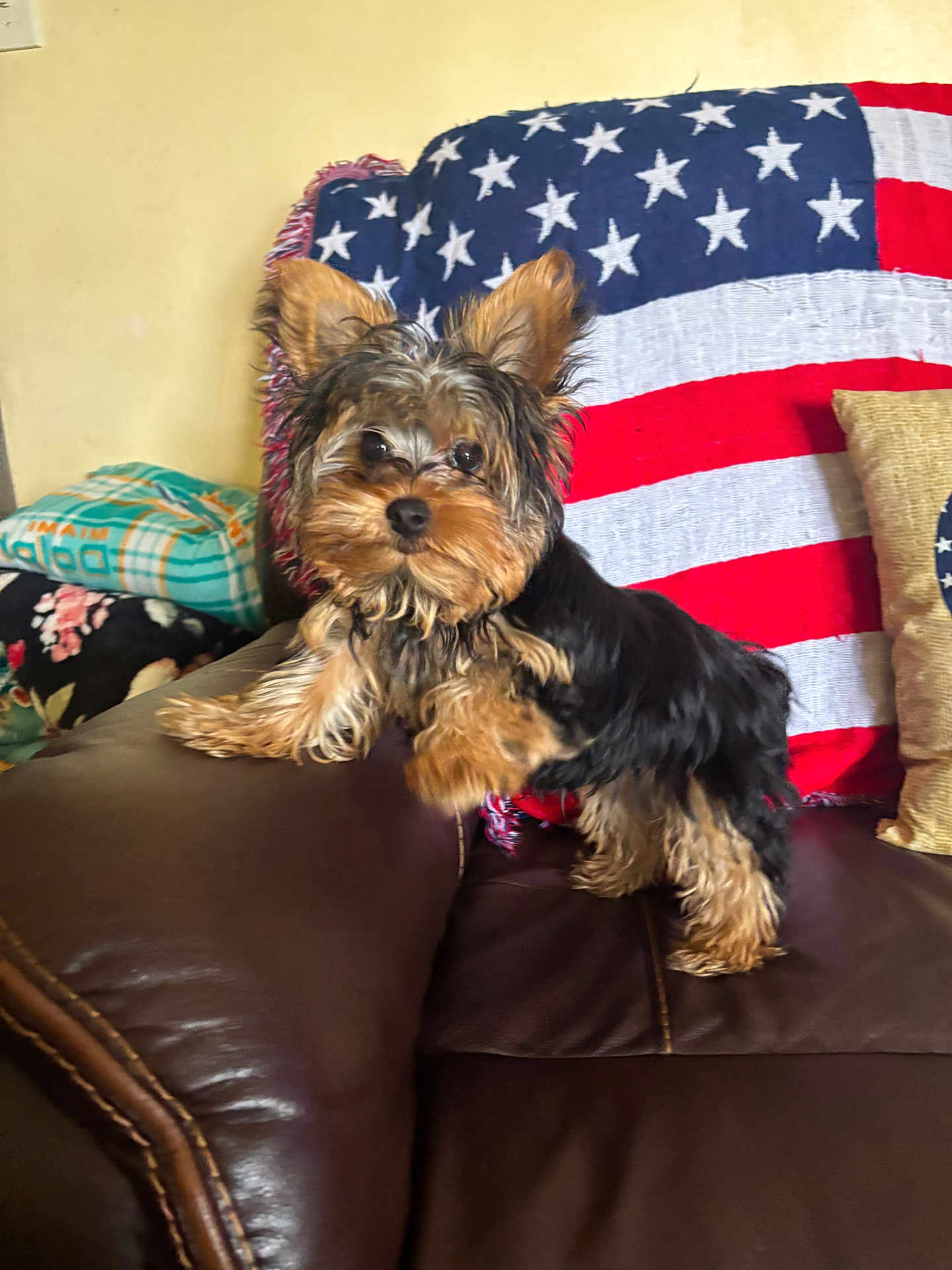 Bambam joined the competition — help win amazing prizes! dog, yorkshire_terrier, small_dog, pet, couch, leather_couch, blanket, american_flag, pillow, indoor, fur, ears, cute, curious, animal, home, living_room, brown, black, tan