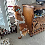 Pégaze participe au concours pour gagner de l'argent avec cette photo : dog, window, indoor, wooden_cabinet, television, floor_tile, curtain, cushion, furniture, pet, brown_and_white, collar, home, looking_outside, raised_legs, animal, curious, light, daylight, room