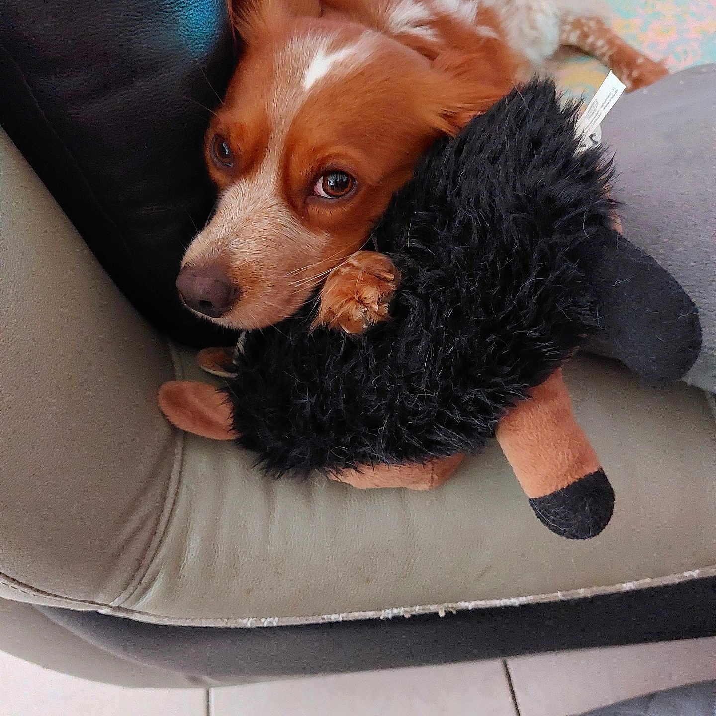 Pégaze a rejoint le concours — aidez-le/la à gagner de superbes lots ! dog, plush_toy, couch, indoor, pet, brown_dog, white_markings, snuggling, cozy, fur, animal, relaxed, toy, comfort, home, floor_tiles, paw, ears, cute, resting